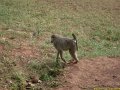 Kenya Safari Tsavo Est et Ouest 044